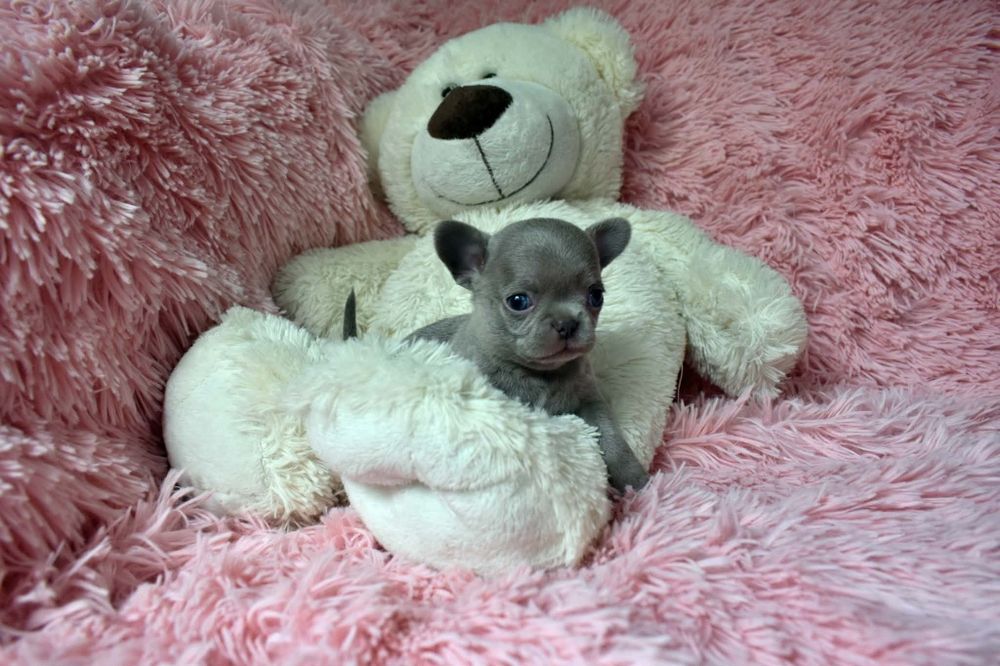 Liliowy chłopiec Chihuahua