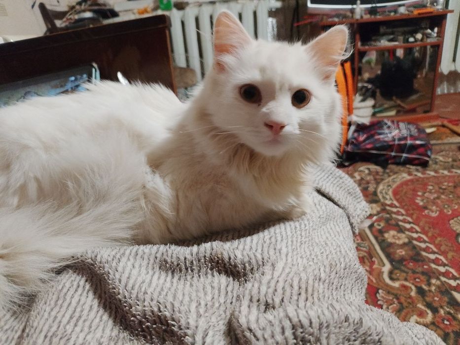 Отдам бесплатно котят 6 месяцев