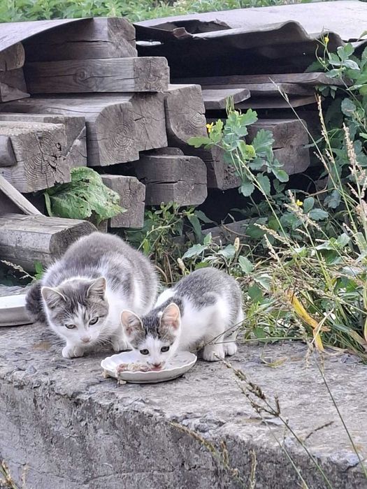 Кошеня шукає дім