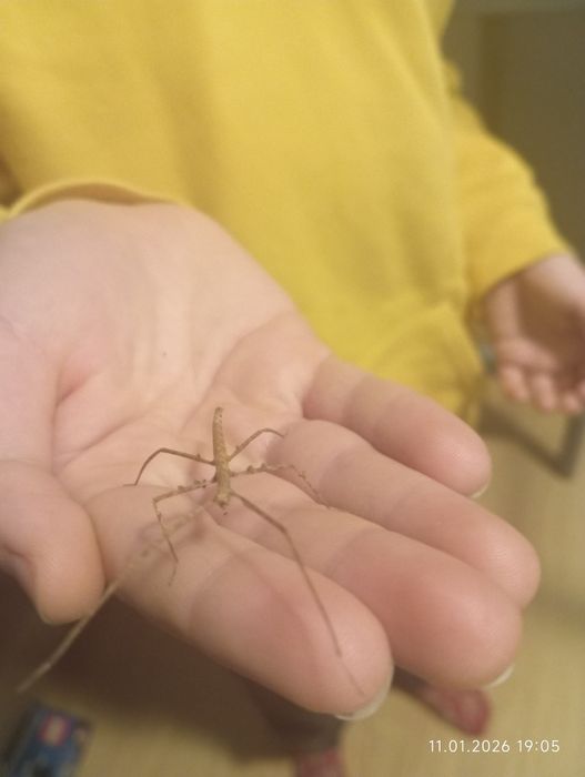 Super patyczaki 30sztuk