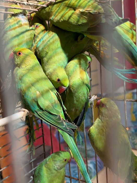 Ring Necks Verdes