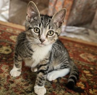 Шикарний хлопчик, 2,5 місяці!