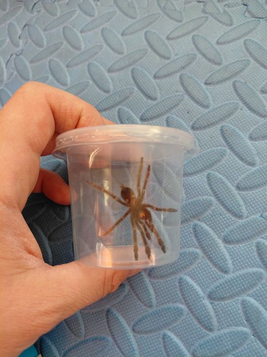 Ptasznik Psalmopoeus cambridgei