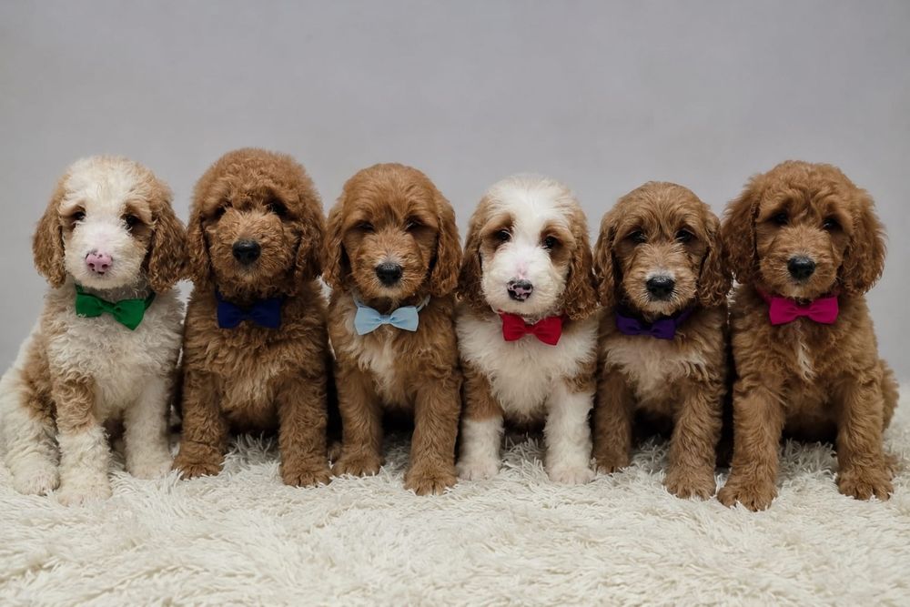 Goldendoodle f1b standard