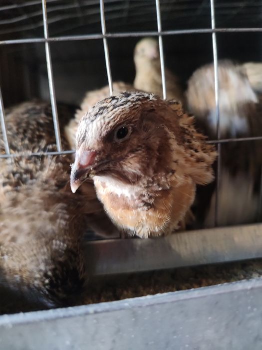 Перепілки різного віку