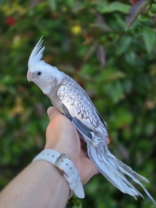 Caturras Domesticadas