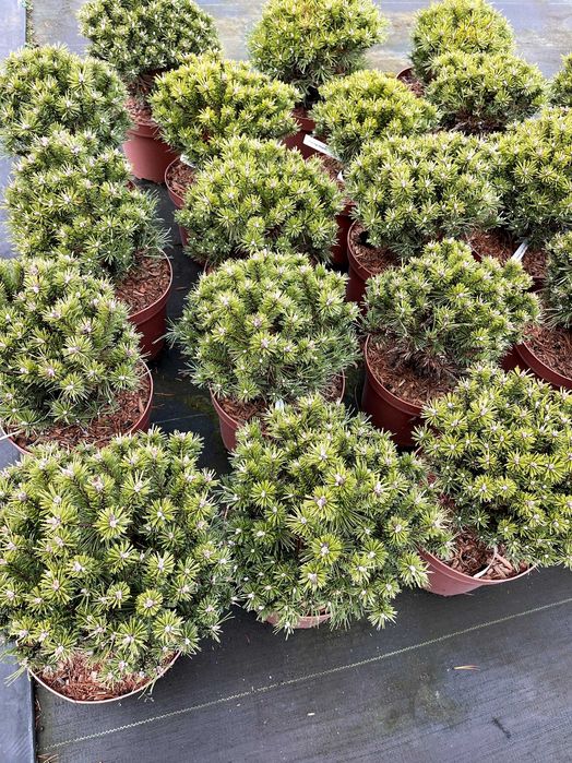 Sosna górska - Benjamin kulista 30 cm cena 120 zł