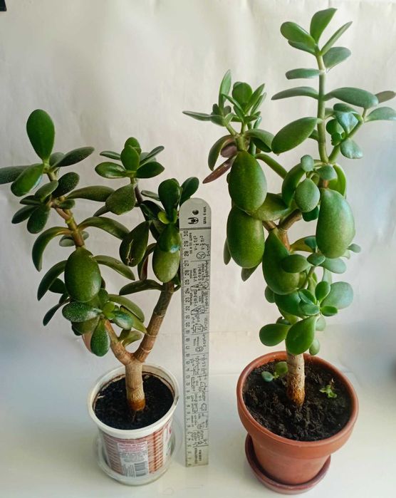 Алоэ древовидное (столетник), Красула