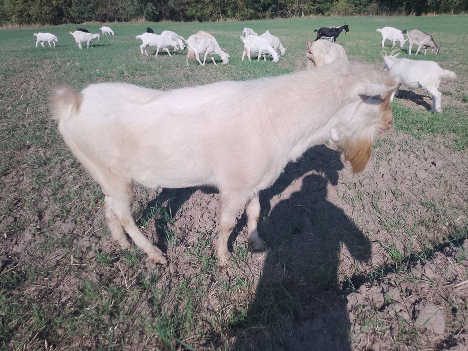 Козел Зааненский, молодой цап.