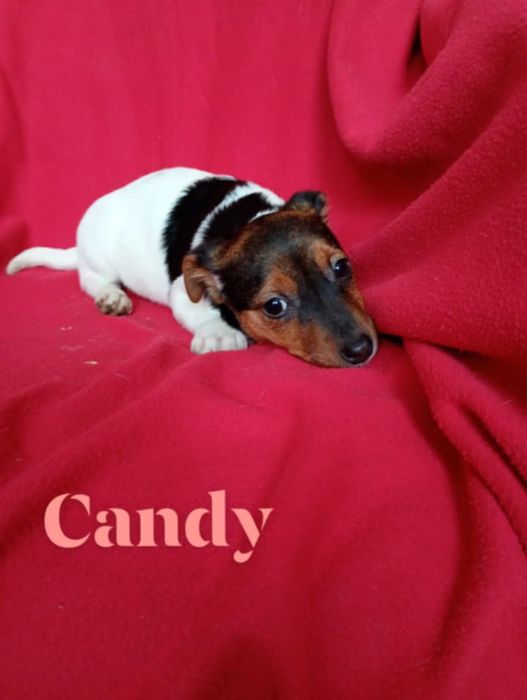 Szczenię pies Jack Russell terrier  małe i piękne