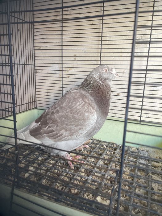 Gołębie staropolskie