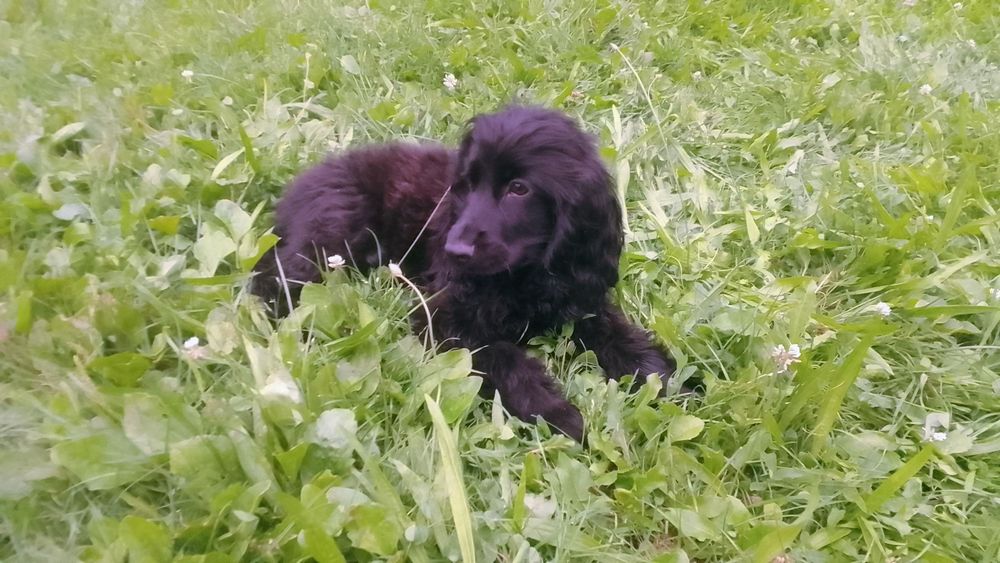 Продам кокера спаніеля.