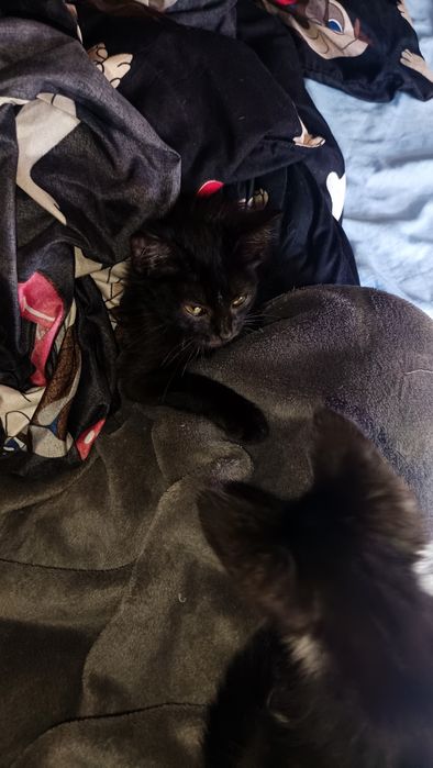 Отдам малюточек котят