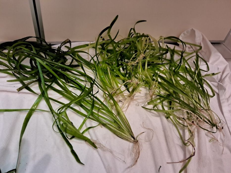 Trawka długa nurzaniec