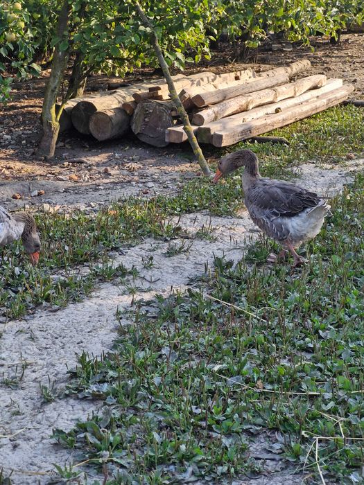 Spredam gęsi landes