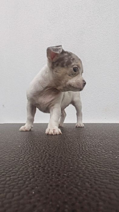 Chihuahua excelente exemplar