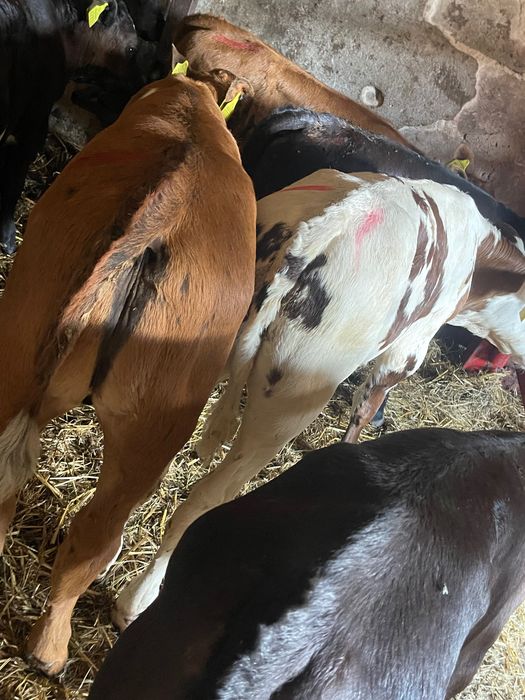 Sprzedam cielaki mięsne stary kębłów