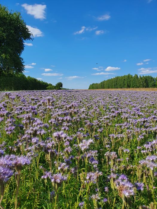 Facelia błękitna poplon zbiór 2026
