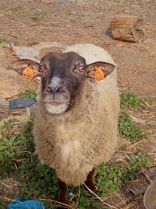 Owca suffolk/czarnogłówka