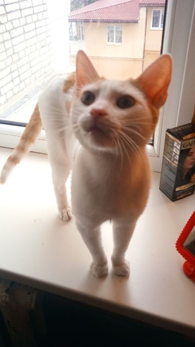 Хлопчик кастрований білосніжний