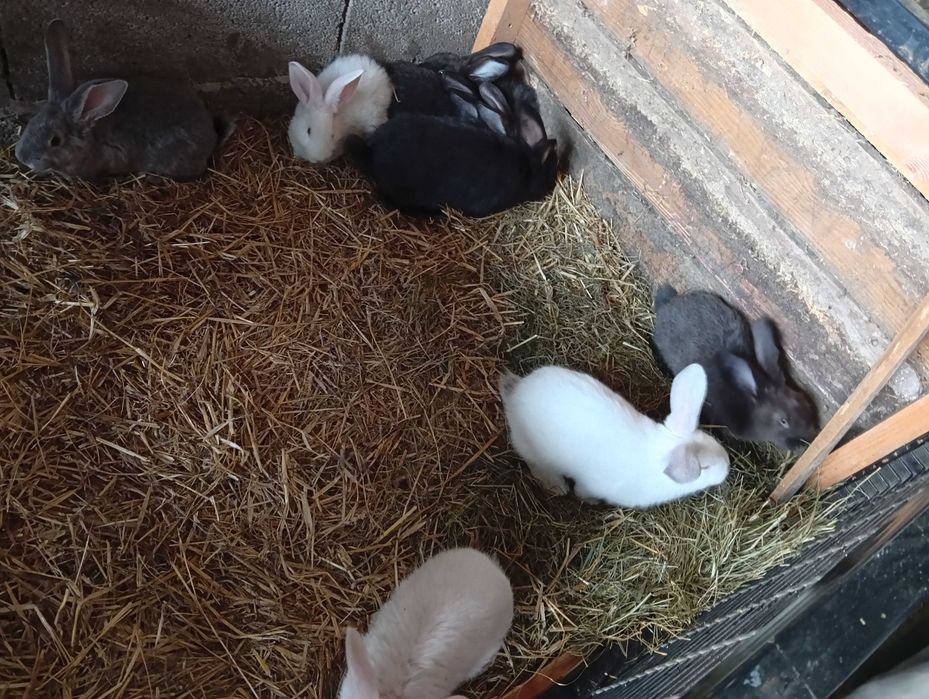 Króliki cena od 20zl.
