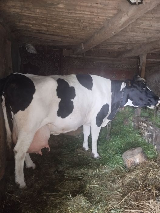 Продам корову домашню