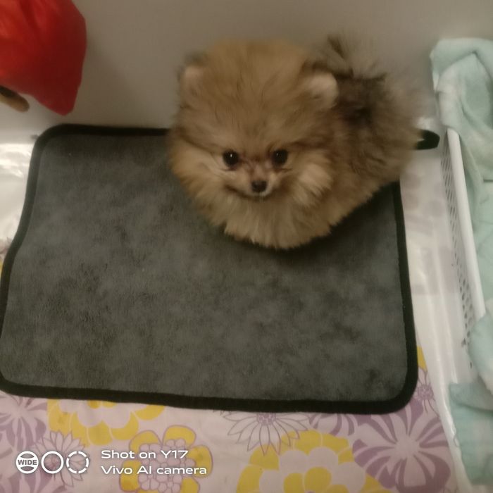 Чистокровний Померанський шпіц.