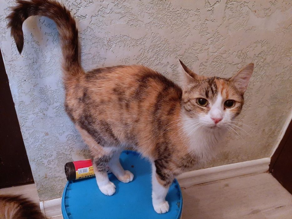 Кошечка Зося шукає родину!