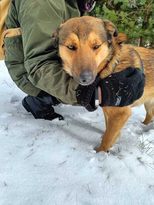 Niełobuziarki Łobuz czyli łagodny pies do adopcji