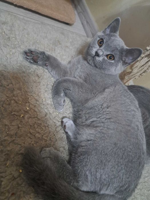 Brytyjskie Krótkowłose