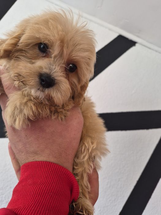 Sprzedam pieska Maltipoo