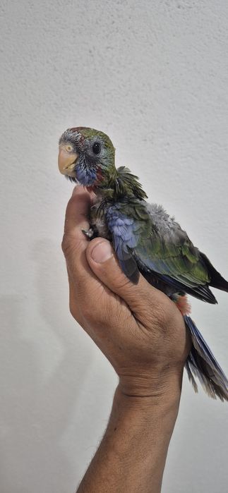 Roselas penantes serem criadas à mão
