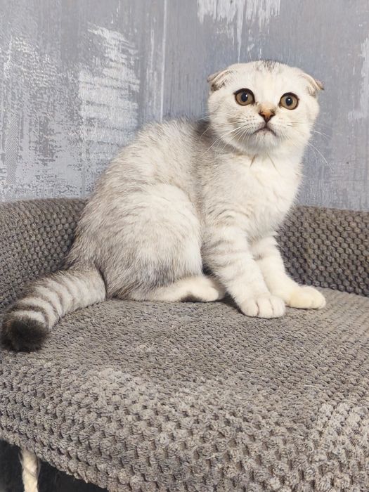Висловуха дівчинка срібла шиншила котята кошенята котики