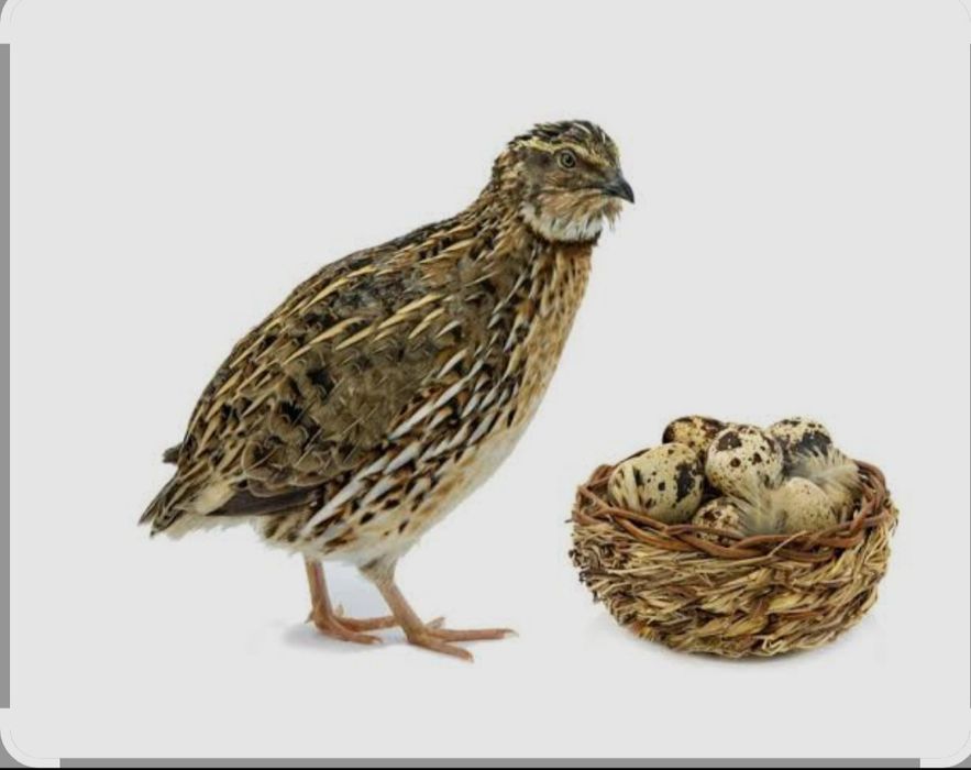 Домашні яйця перепілки