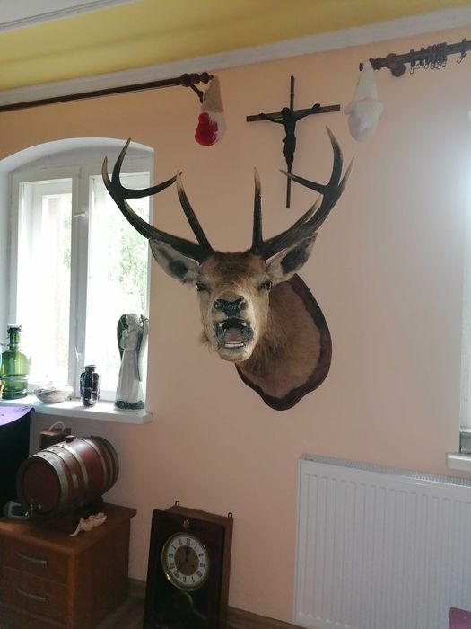 Medalion głowa jelenia rogi