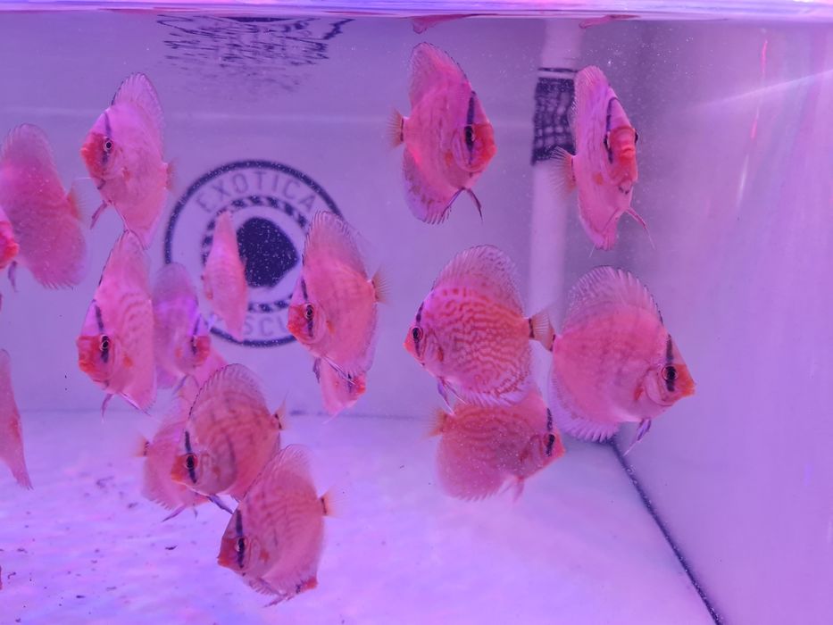 Cobalt Kobalt Piwowarski