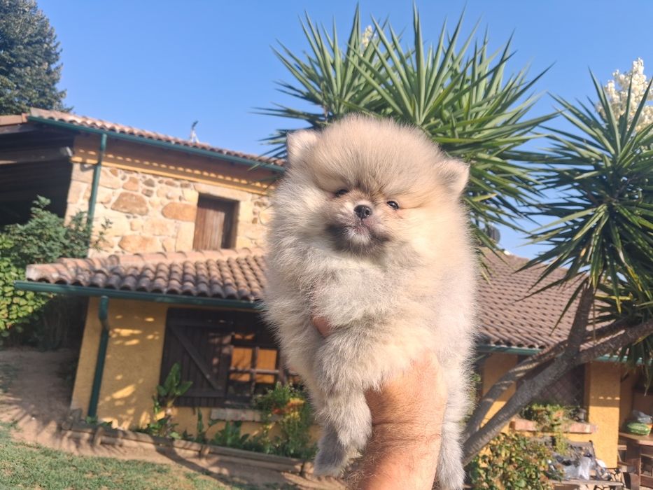 Spitz Fêmea miniatura