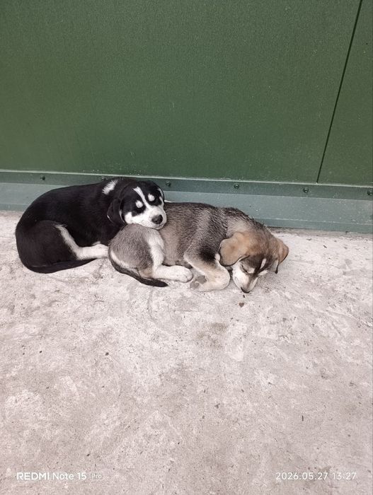 Віддам цуценя у добрі руки