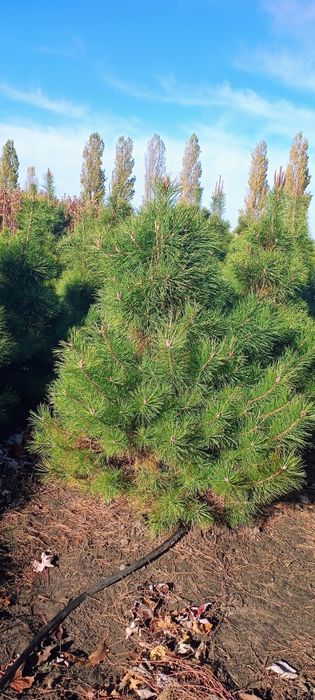 Великі Ялини.220см 3000гр