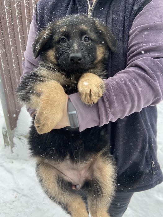 Чистокровні дівчатка німецької вівчарки‼️