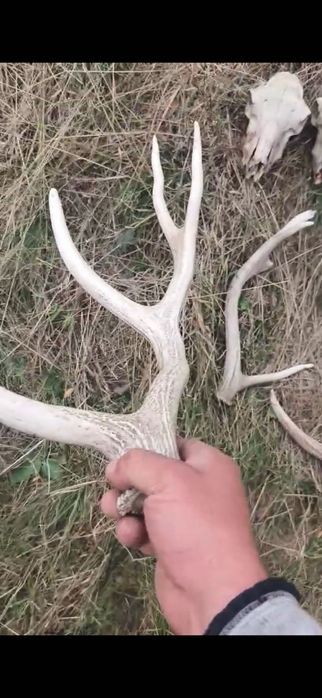 Рога оленя и черепа оленя