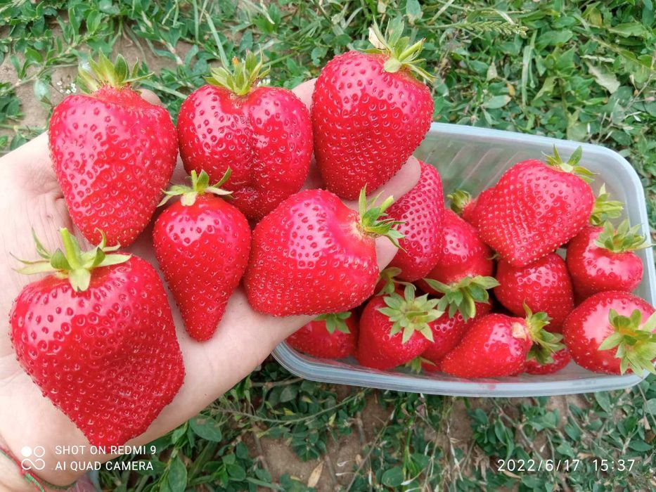 Саджанці полуниці Сандра, Брілла,Роміна,Анія,Мара де Буа,Хадемар інші.