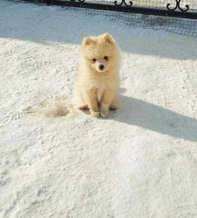 Померанський шпіц