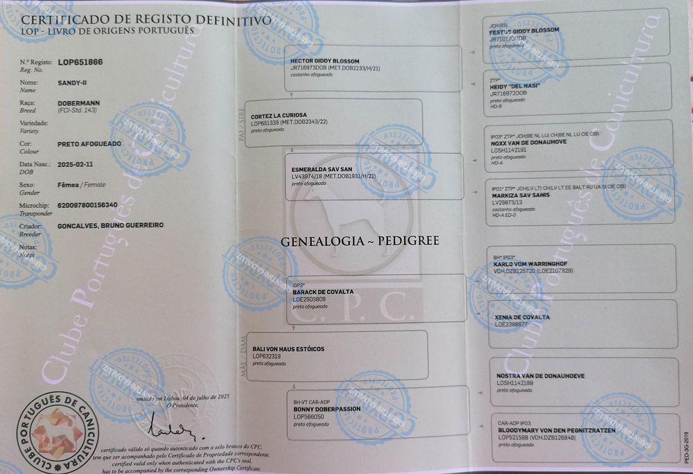 Excelente Cachorro  Doberman