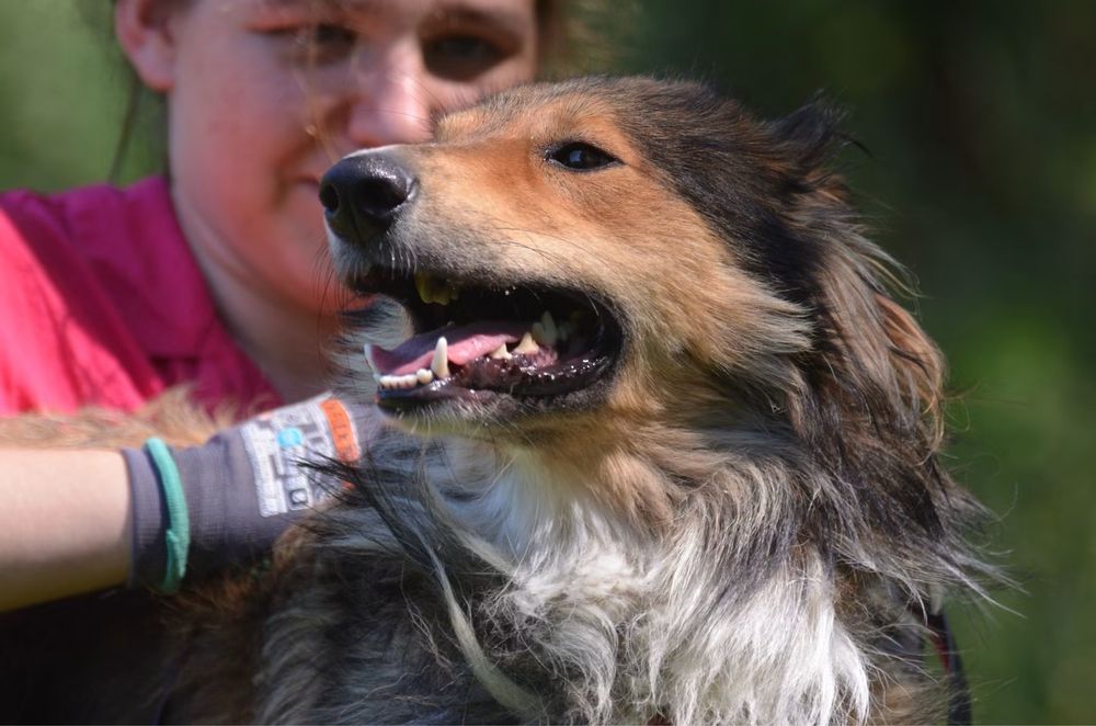 Archie- owczarek szkocki collie do adopcji