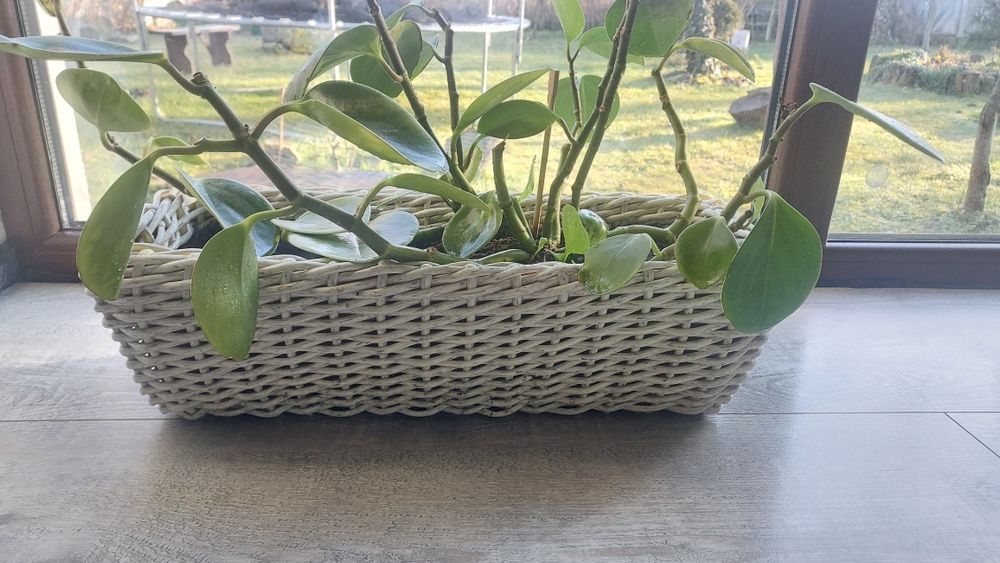 Вазони, вазони, квіткова композиція!