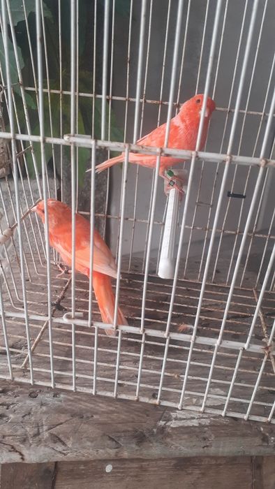 Vendo canários ver fotos