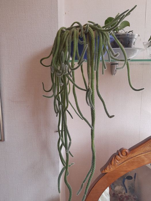 Апорокактус ампельний