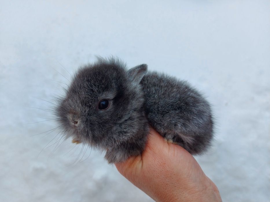 Декоративий кролик