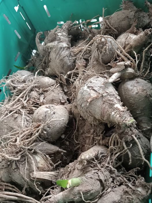 Bolbos de reclinetes grandes 2€ cada um